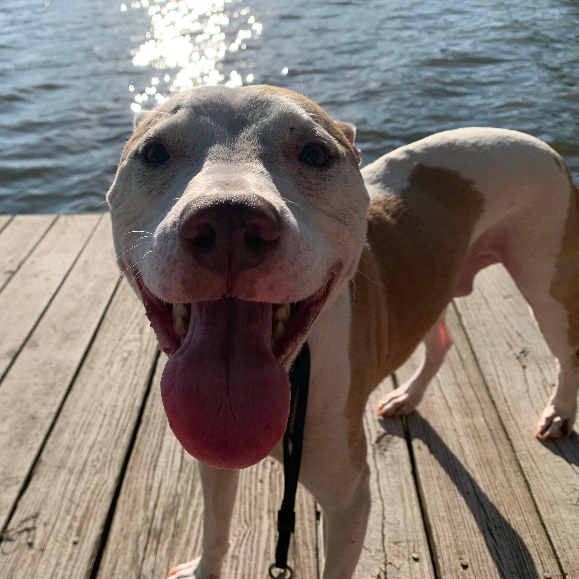 Rico, the dog who inspired The Wiggle